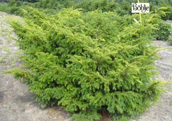 Taxus baccata 'Nissen's Corona' -Kroneibe-