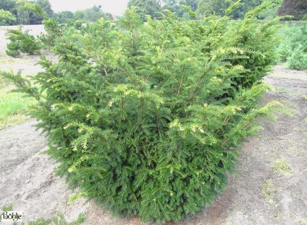 Taxus baccata 'Nissen's Präsident' -Eibe-