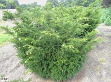 Taxus baccata 'Nissen's Präsident' -Eibe-