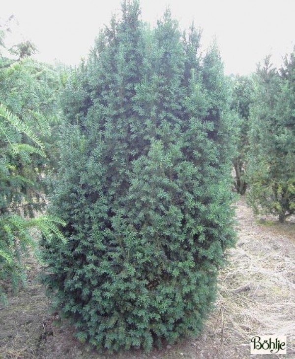 Taxus baccata 'Overeynderi' -Kegel Eibe-