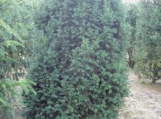 Taxus baccata 'Overeynderi' -Kegel Eibe-