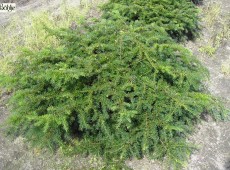 Taxus baccata 'Repandens' -Tafel- / Kisseneibe-