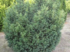 Taxus baccata 'Schwarzgrün' -Eibe-