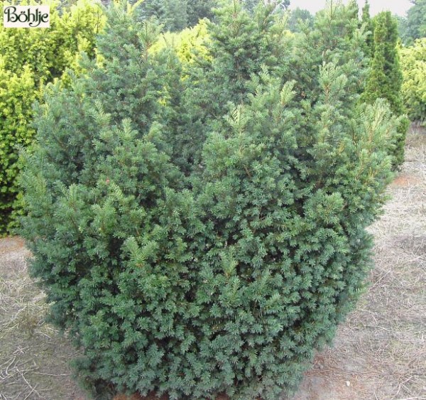 Taxus baccata 'Schwarzgrün' -Eibe-