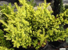 Taxus baccata 'Semperaurea' -Eibe-