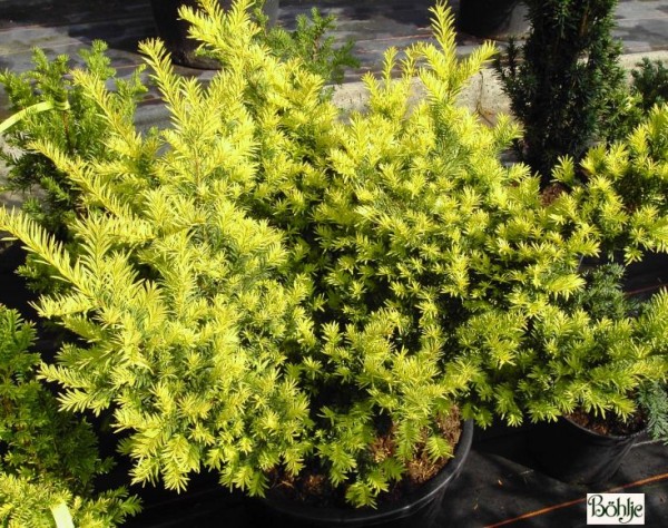 Taxus baccata 'Semperaurea' -Eibe-