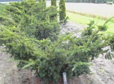 Taxus cuspidata 'Nana' -Eibe-