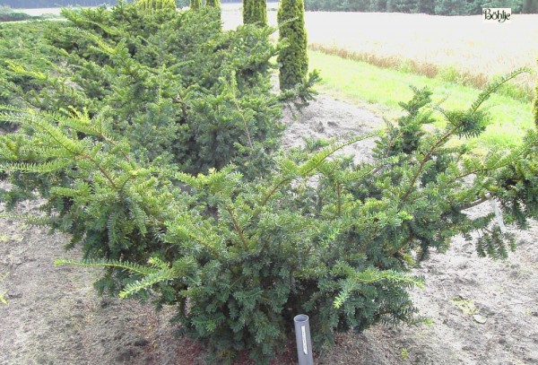 Taxus cuspidata 'Nana' -Eibe-