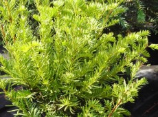 Taxus cuspidata -japanische Eibe-