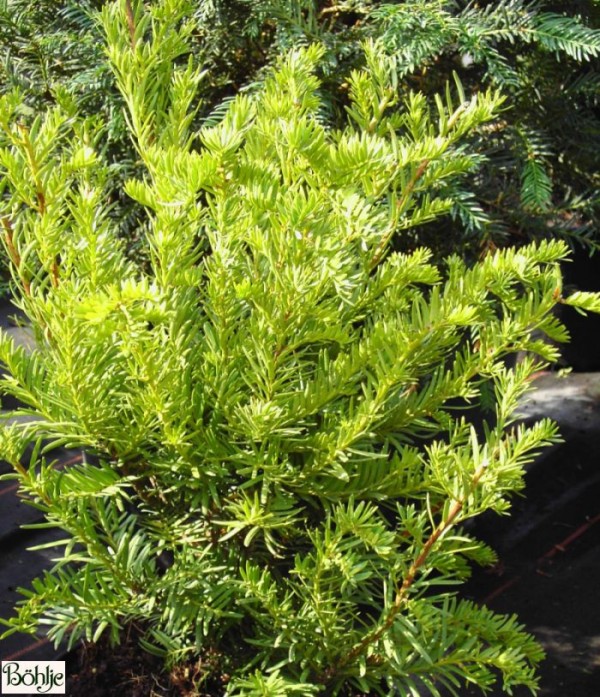 Taxus cuspidata -japanische Eibe-