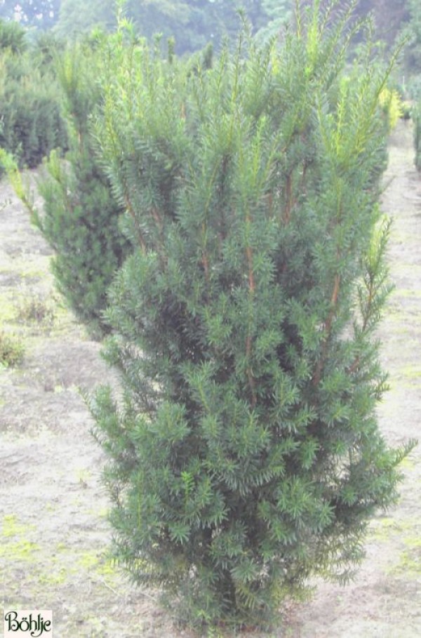 Taxus media 'Hicksii' -fruchtende Bechereibe-