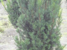 Taxus media 'Hicksii' -fruchtende Bechereibe-