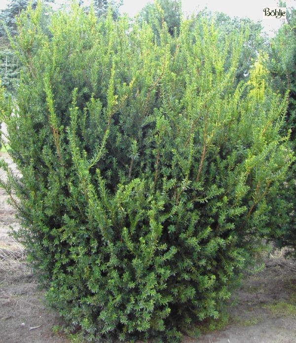 Taxus media 'Hillii' -Kegeleibe-