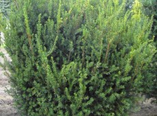 Taxus media 'Hillii' -Kegeleibe-