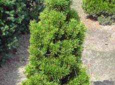 Taxus media 'Stricta Viridis' -Säuleneibe-