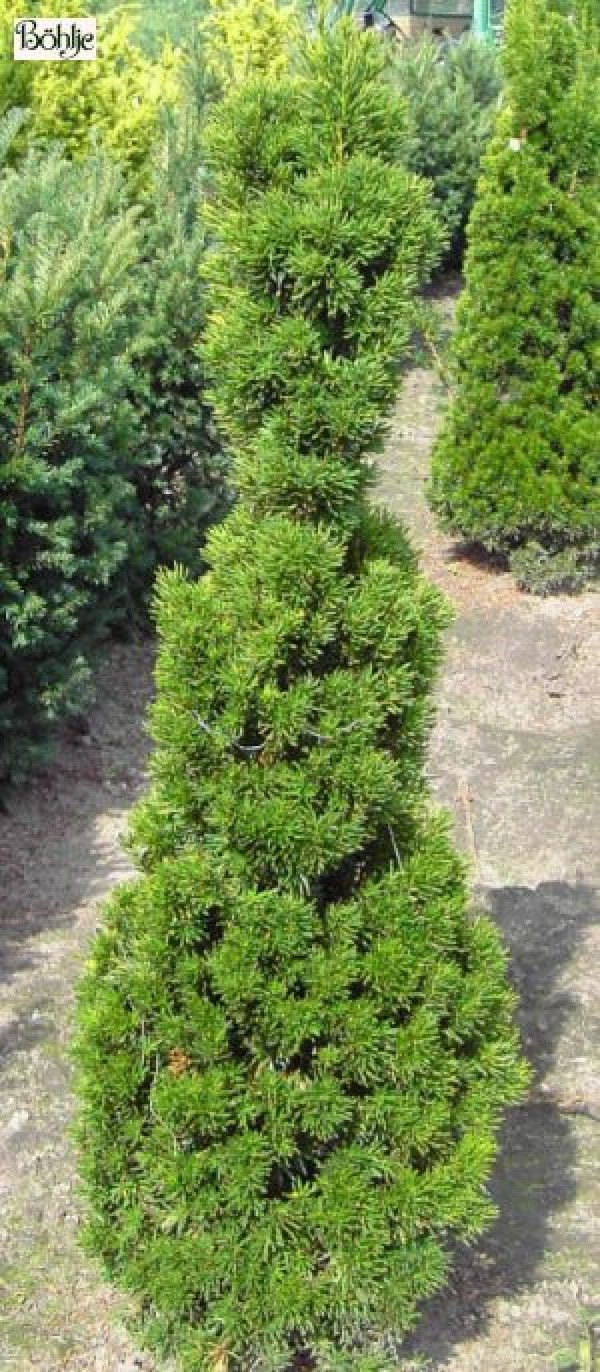 Taxus media 'Stricta Viridis' -Säuleneibe-