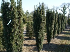 Taxus baccata 'Pirat' -gemeine Eibe-