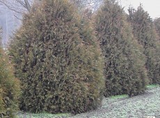 Thuja occidentalis 'Brabant'