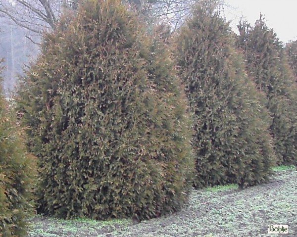 Thuja occidentalis 'Brabant'