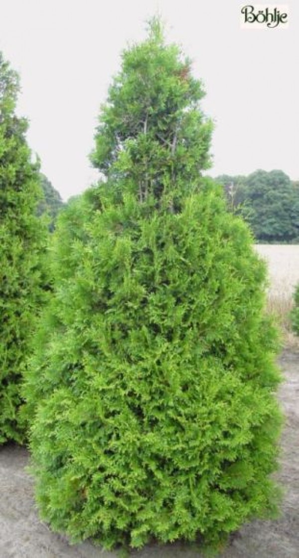 Thuja occidentalis 'Columna'  -Säulenlebensbaum-