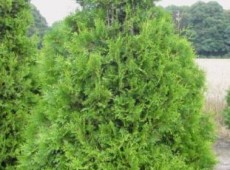 Thuja occidentalis 'Columna'  -Säulenlebensbaum-