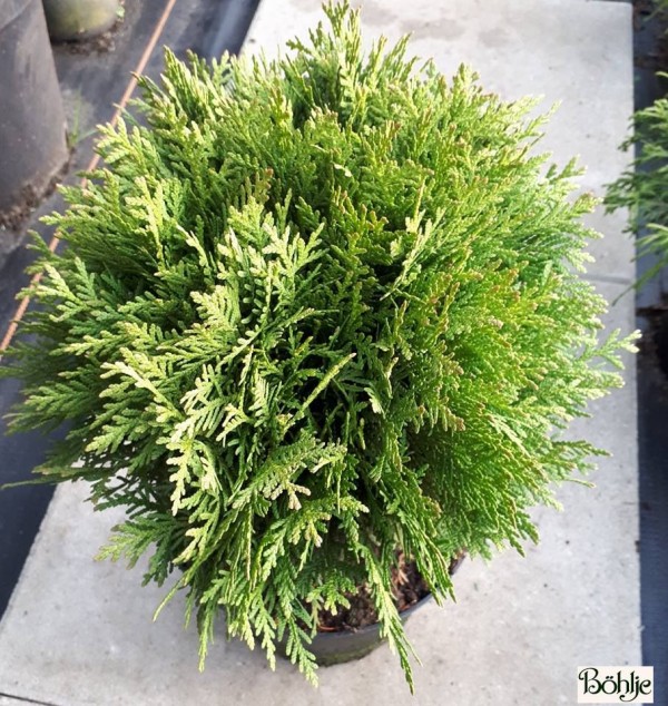 Thuja occidentalis 'Danica' 