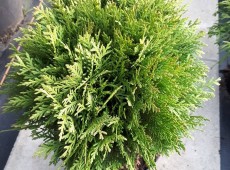 Thuja occidentalis 'Danica' 