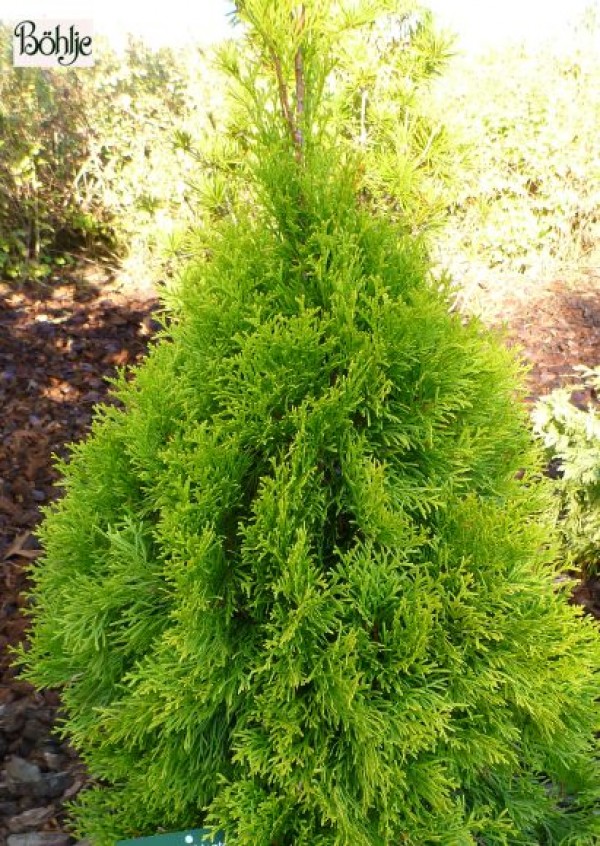 Thuja occidentalis 'Golden Smaragd' -Lebensbaum-