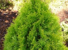 Thuja occidentalis 'Golden Smaragd' -Lebensbaum-