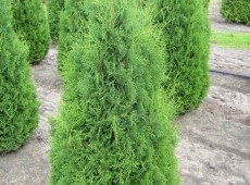 Thuja occidentalis 'Holmstrup'