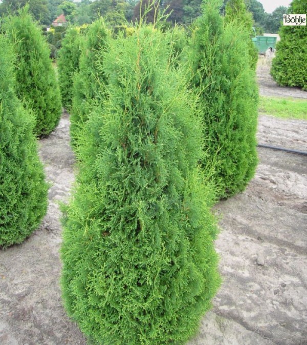 Thuja occidentalis 'Holmstrup'