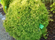 Thuja occidentalis 'Rheingold' -Gold-Lebensbaum-