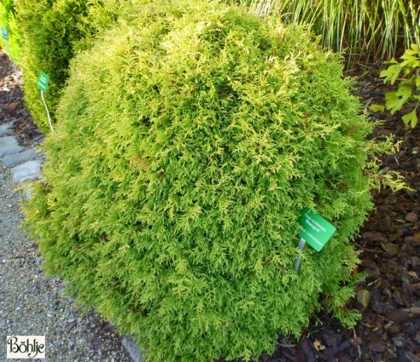 Thuja occidentalis 'Rheingold' -Gold-Lebensbaum-