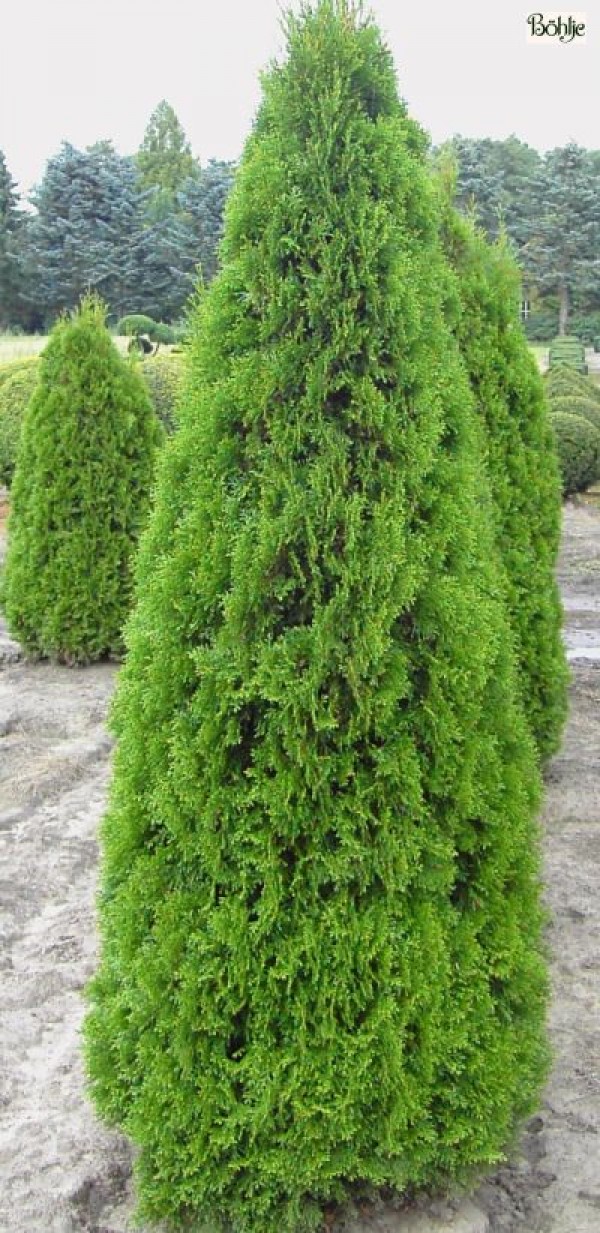 Thuja occidentalis 'Smaragd'