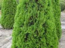 Thuja occidentalis 'Smaragd'