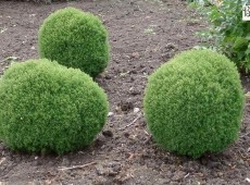 Thuja occidentalis 'Teddy' 