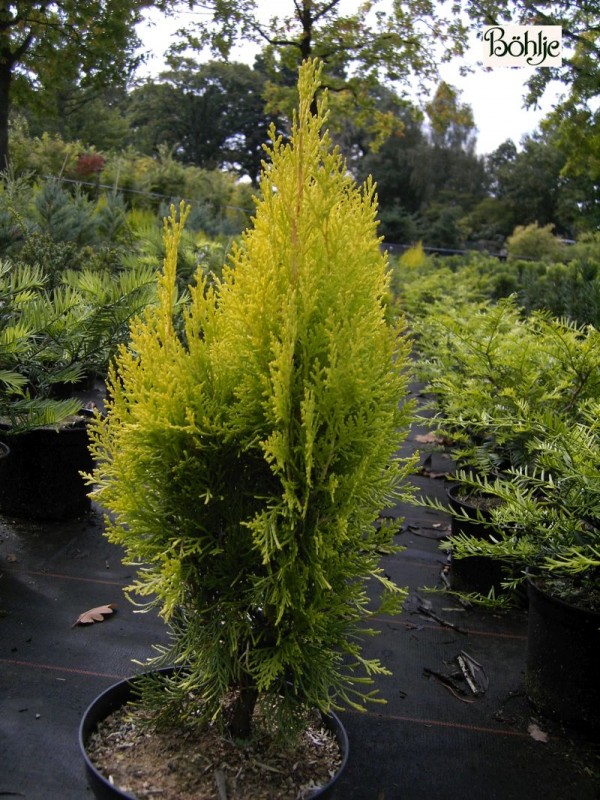 Thuja orientalis 'Pyramidalis Aurea' (Platycladus) -orientalischer Lebensbaum-