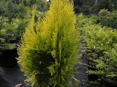 Thuja orientalis 'Pyramidalis Aurea' (Platycladus) -orientalischer Lebensbaum-