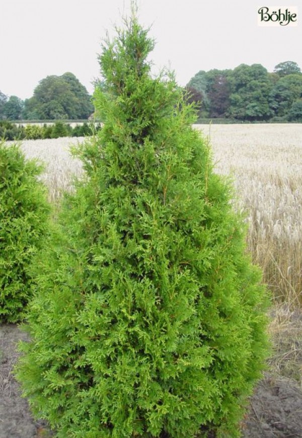 Thuja plicata 'Aurescens' -Goldspitzenlebensbaum-