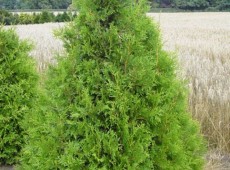 Thuja plicata 'Aurescens' -Goldspitzenlebensbaum-