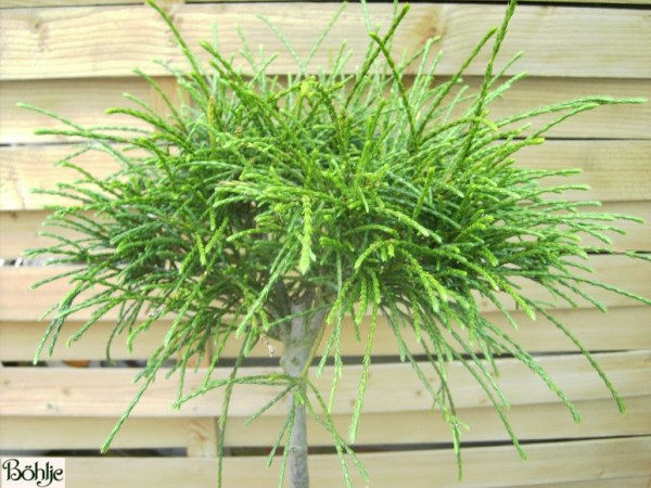 Thuja plicata 'Whipcord' -Faden-Riesenlebensbaum-