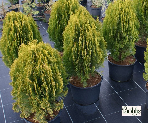 Thuja orientalis 'Aurea Nana' (Platycladus) -orientalischer Zwerglebensbaum-