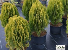 Thuja orientalis 'Aurea Nana' (Platycladus) -orientalischer Zwerglebensbaum-