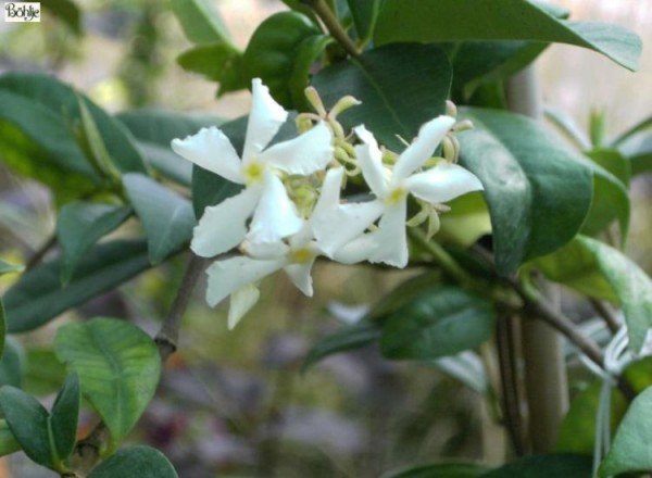 Trachelospermum jasminoides -Sternjasmin-