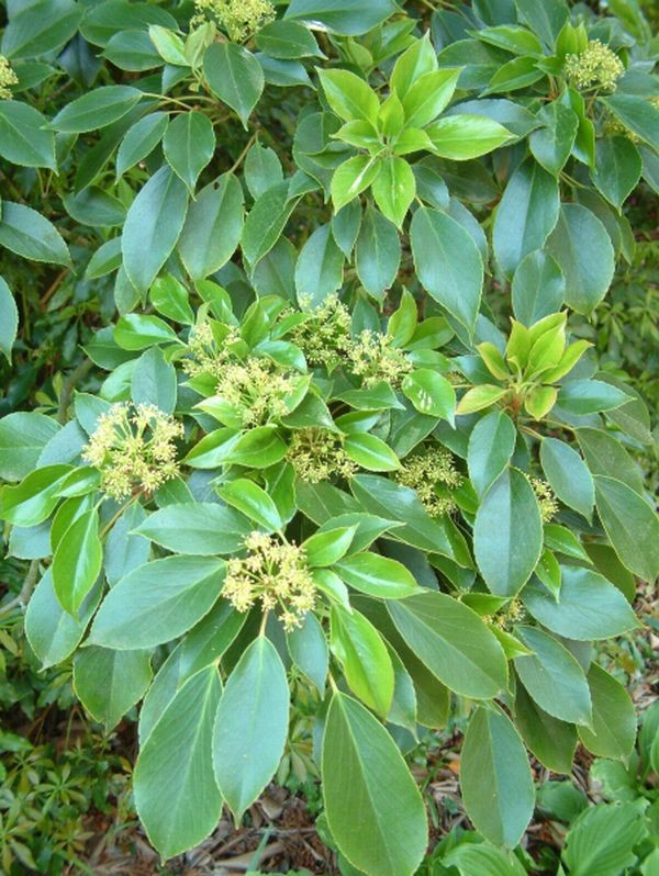 Trochodendron aralioides -Radbaum-