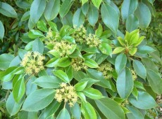 Trochodendron aralioides -Radbaum-