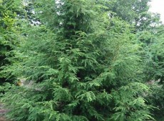 Tsuga canadensis - kanadische Hemlocktanne-