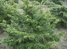 Tsuga canadensis 'Greenwood Lake' 