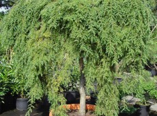 Tsuga canadensis 'Pendula' -Hängehemlocktanne-