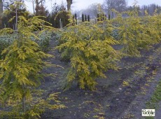 Tsuga canadensis 'Wintergold' 